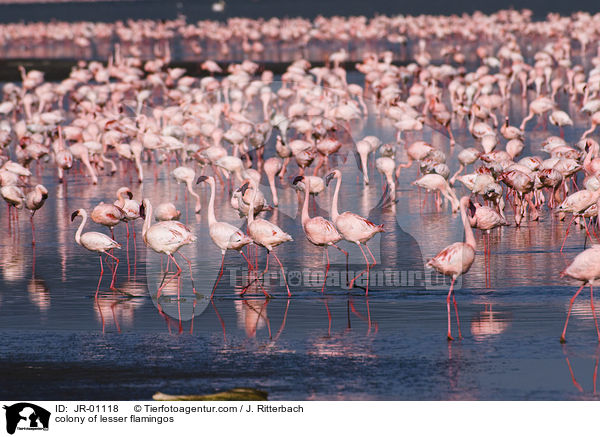 colonyof lesser flamingos / JR-01118